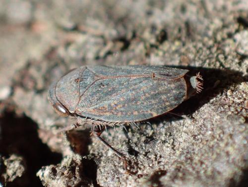 Réf. 271 150 : Goniagnathus brevis